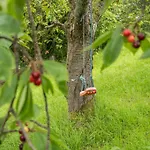 Prázdninový dům 4 Bed In Routenbeck Sz405 Bassenthwaite Lake